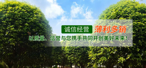 我们推荐成都香樟树苗价格_销售香樟树相关-成都寅亨绿化园林工程有限